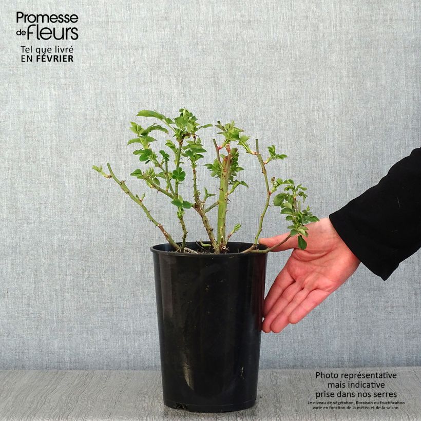 Amostra de Rosier couvre-sol Weg der Sinne Vaso de 2 L/3 L tal como entregue no inverno