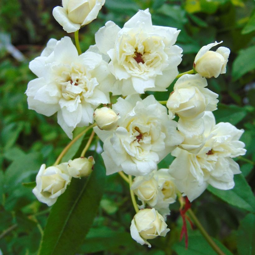 Rosa banksiae var. banksiae Alba Plena - Roseira de Banks (Floração)