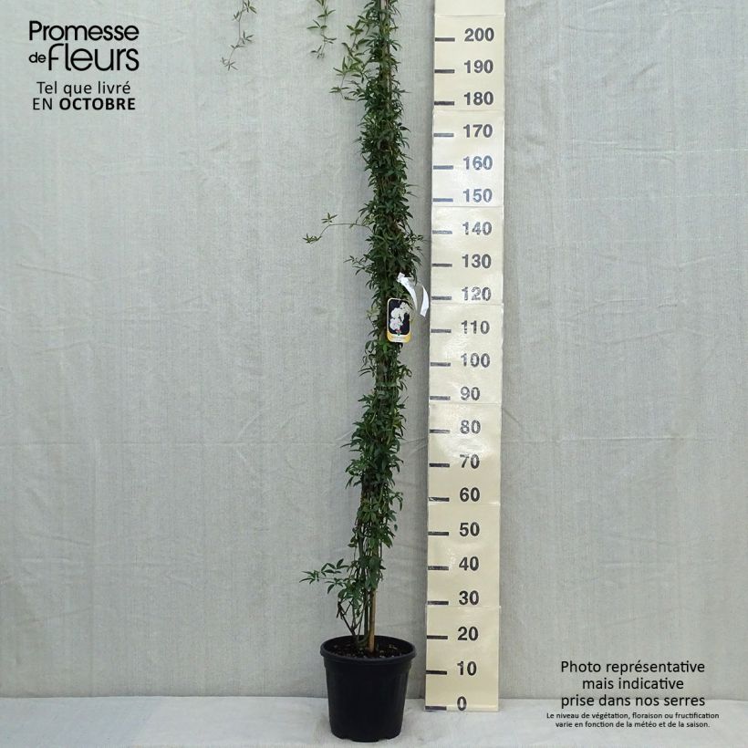 Amostra de Rosa banksiae var. banksiae Alba Plena - Roseira de Banks Vaso de 6 L/7 L tal como entregue no outono