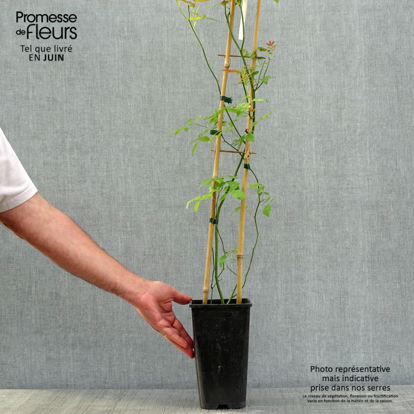 Amostra de Rosa banksiae var. banksiae Alba Plena - Roseira de Banks Vaso de 2 L/3 L tal como entregue na primavera