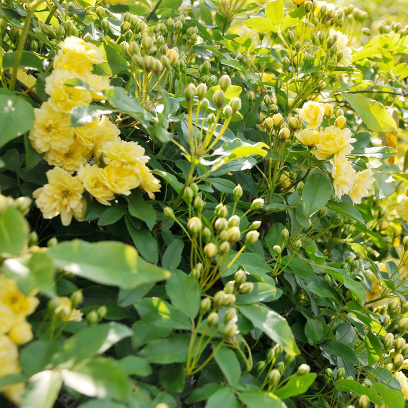 Rosa banksiae Lutea - Roseira de Banks (Folhagem)