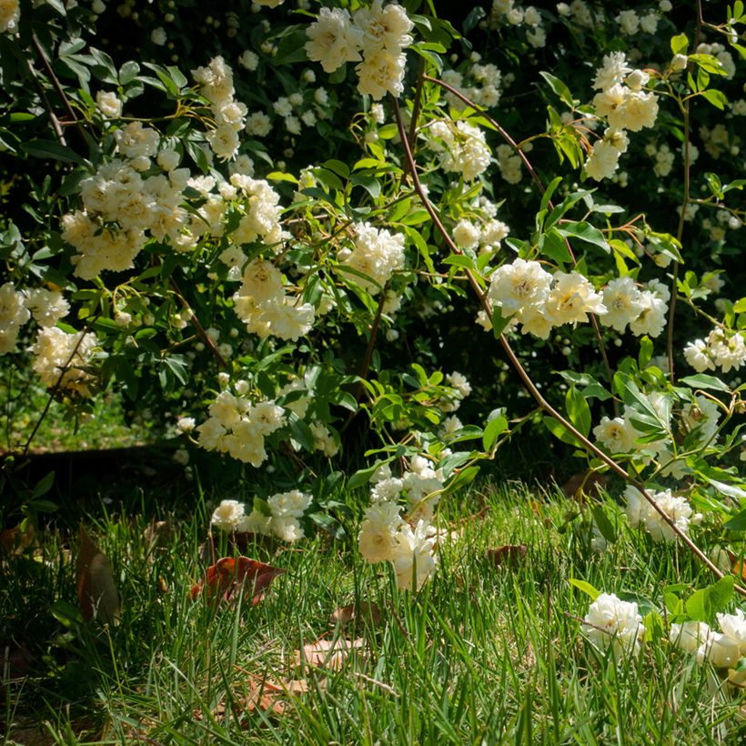 Rosa banksiae Lutea - Roseira de Banks (Hábito)