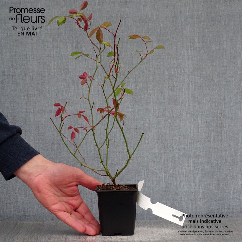Amostra de Rosa banksiae Lutea - Roseira de Banks Vaso de 8/9 cm tal como entregue na primavera