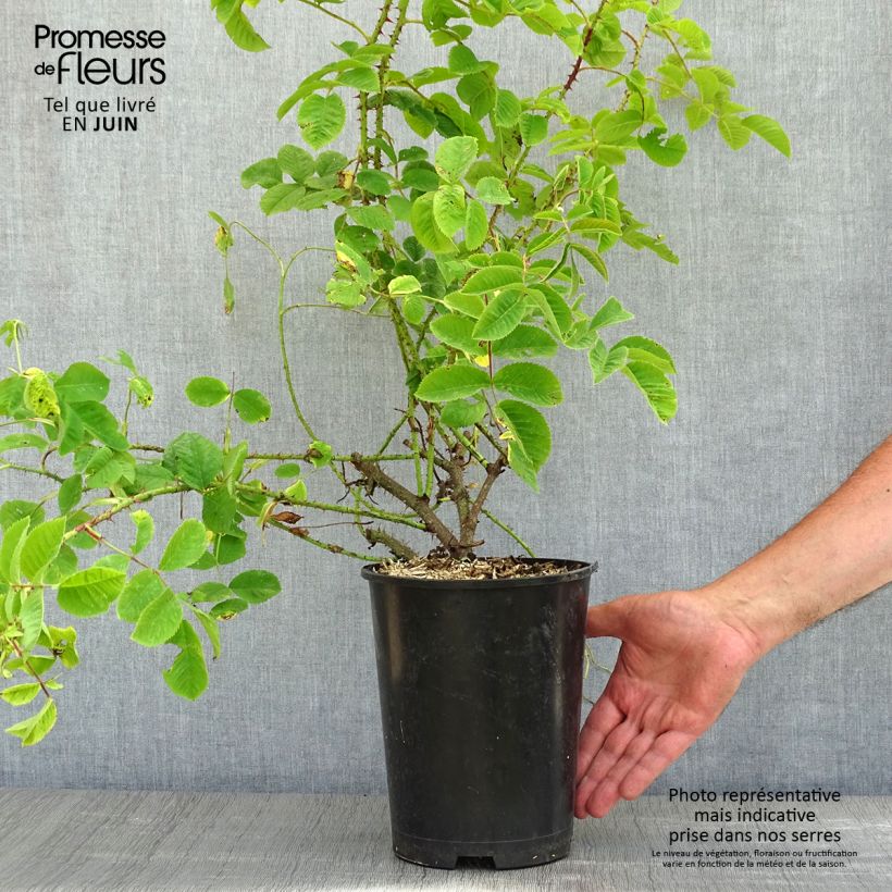 Amostra de Rosier de Damas - Rosa (x) damascena Pot de 4L/5L tal como entregue na primavera