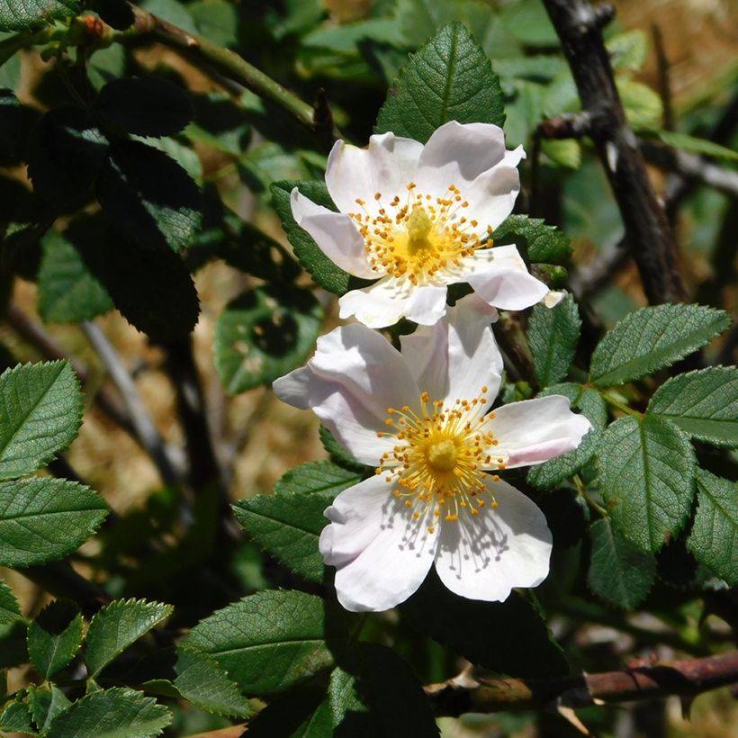 Rosa arvensis  - Roseira selvagem (Folhagem)
