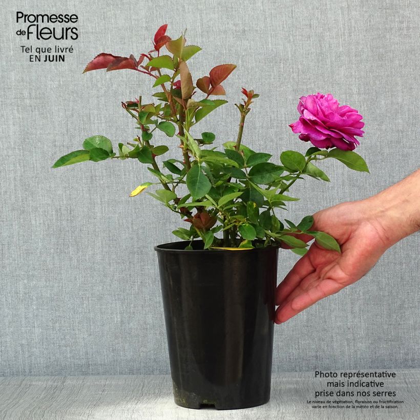 Amostra de Roseira floribunda Heidi Klum Rose Vaso de 4 L/5 L tal como entregue na primavera