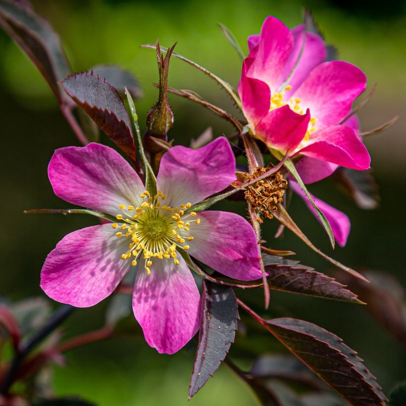 Rosa glauca - Roseira brava (Floração)