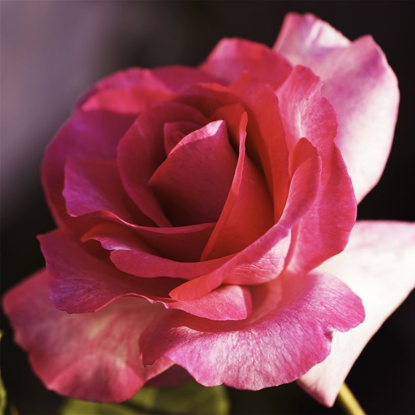 Roseira de flor grande Guignol Orabrica (Floração)