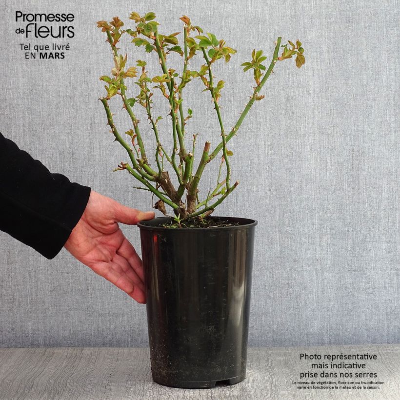 Amostra de Rosier grimpant Alchymist Vaso de 4 L/5 L tal como entregue no inverno