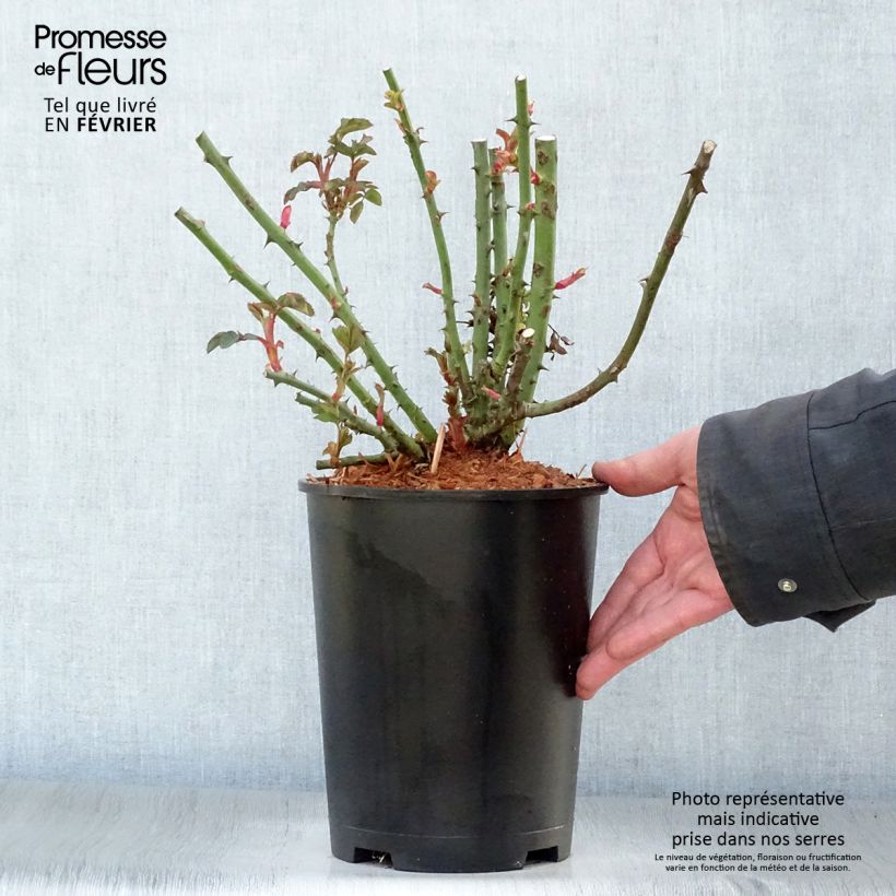 Amostra de Rosier grimpant Alibaba Vaso de 4 L/5 L tal como entregue no inverno