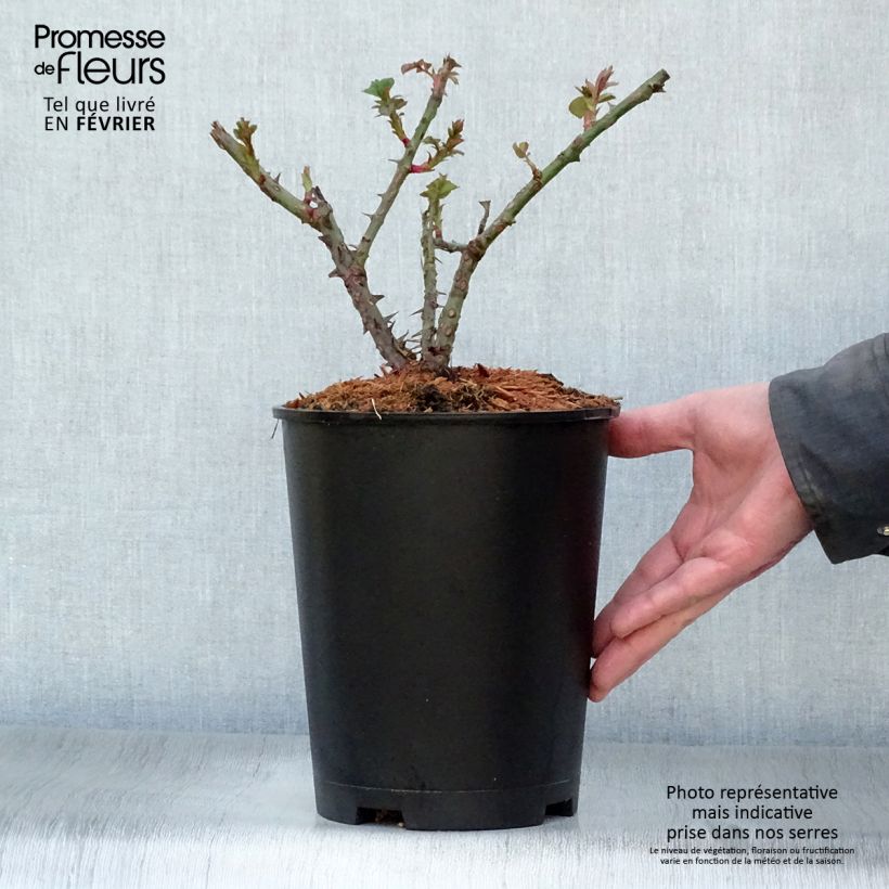 Amostra de Rosier grimpant Aloha ancien Vaso de 4 L/5 L tal como entregue no inverno