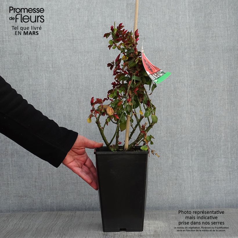 Amostra de Roseira trepadeira Amadeus Vaso de 4 L/5 L tal como entregue no inverno