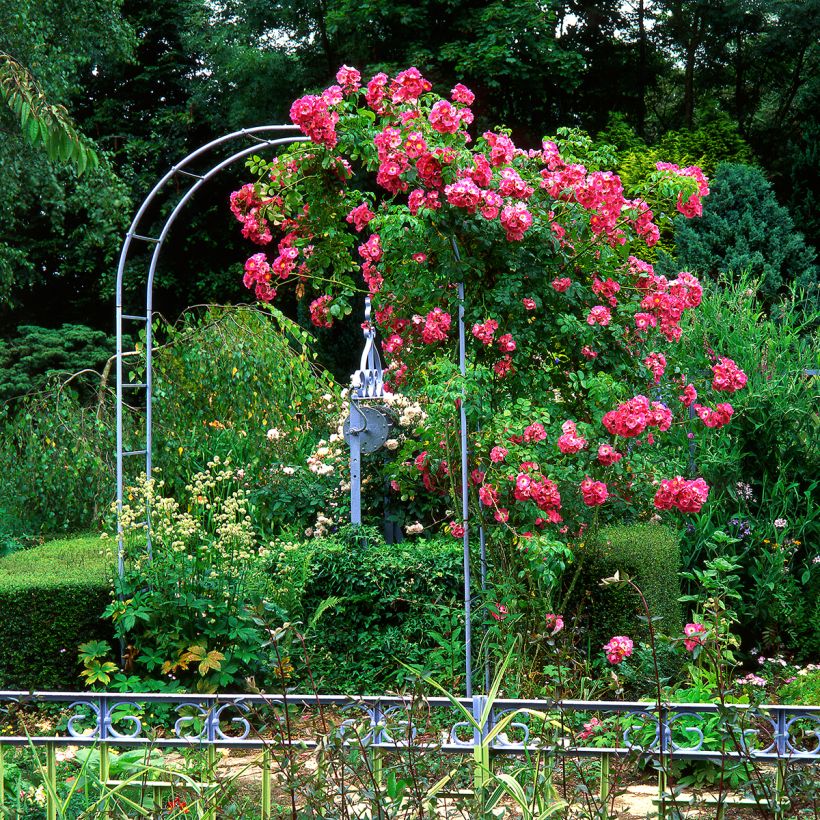 Roseira trepadeira American Pillar (Hábito)