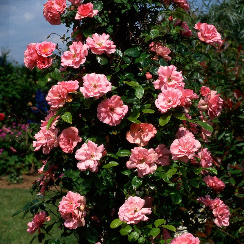 Roseira trepadeira Bantry Bay (Hábito)