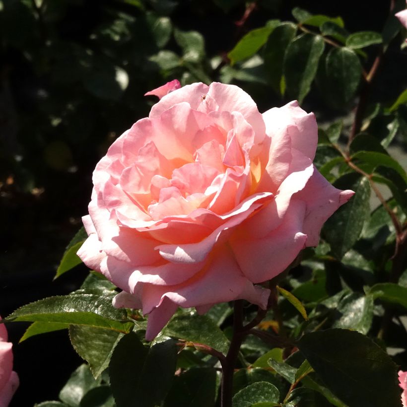 Roseira trepadeira Belle de Londres (Floração)
