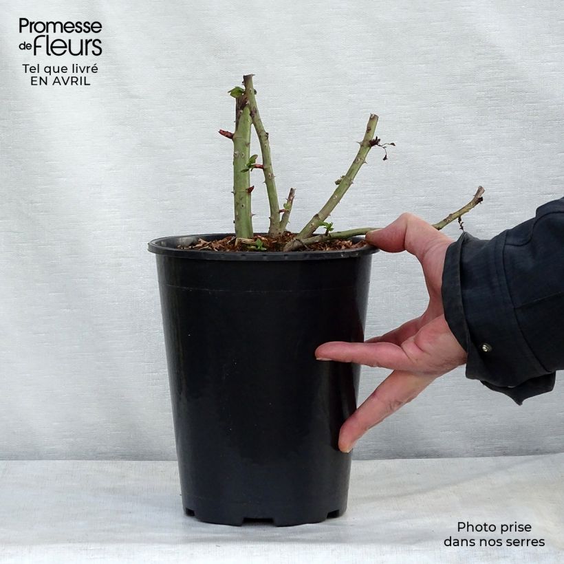 Amostra de Roseira trepadeira Blaze Superior Vaso de 4 L/5 L tal como entregue na primavera