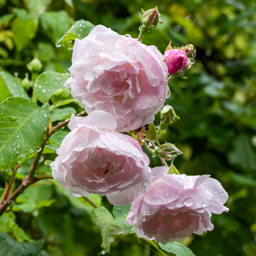 Roseira trepadeira Blush Noisette (Floração)