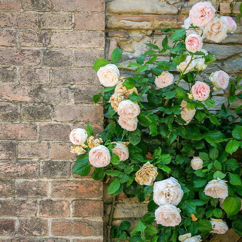 Roseira trepadeira Blush Noisette (Hábito)