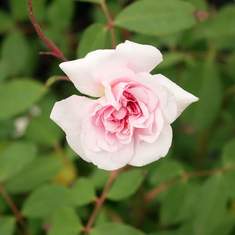 Roseira trepadeira Cecile brunner (Floração)