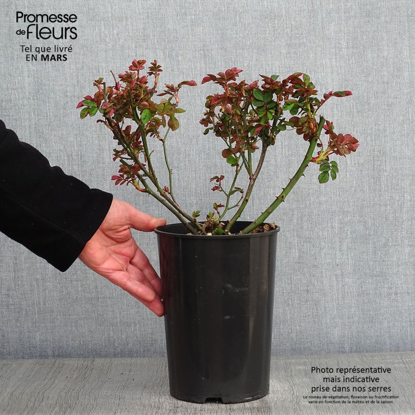 Amostra de Rosier grimpant Clair Matin Vaso de 4 L/5 L tal como entregue no inverno