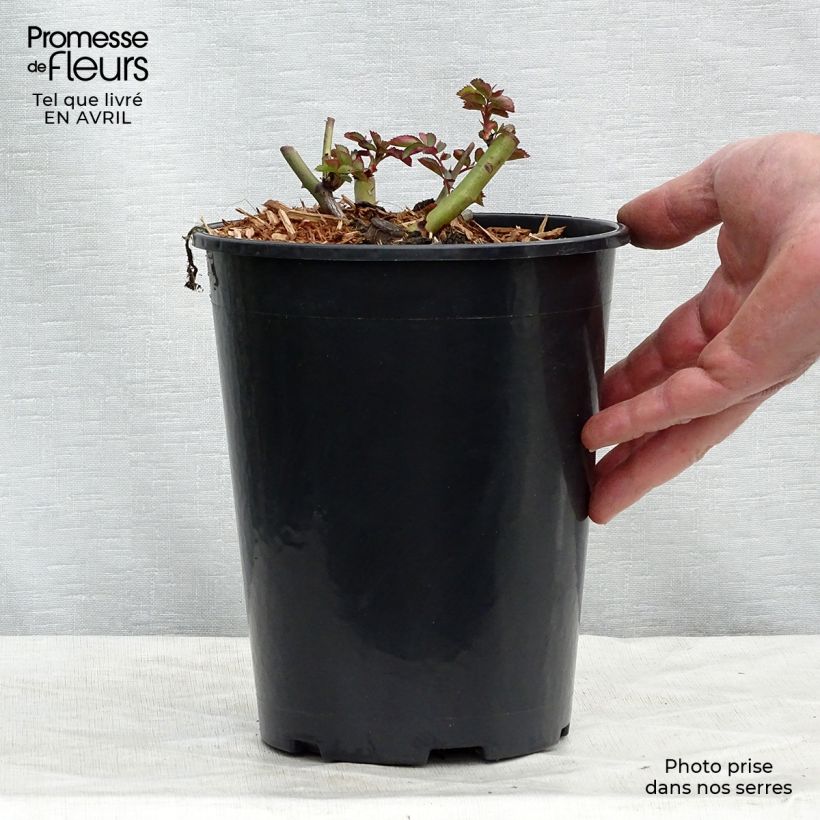 Amostra de Roseira trepadeira Clair Matin Vaso de 4 L/5 L tal como entregue na primavera