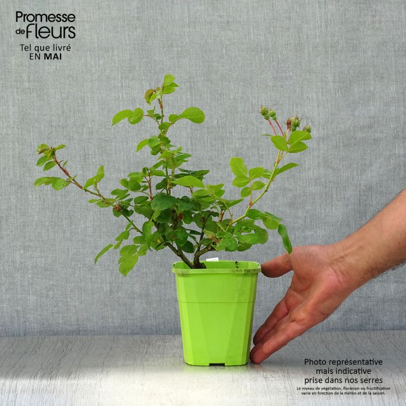 Amostra de Rosier grimpant Climbing Max Jasmina Vaso de 3 L/4 L tal como entregue na primavera