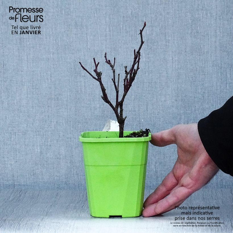 Amostra de Rosier grimpant Climbing Max Kiss me Kate Vaso de 4 L/5 L tal como entregue no inverno