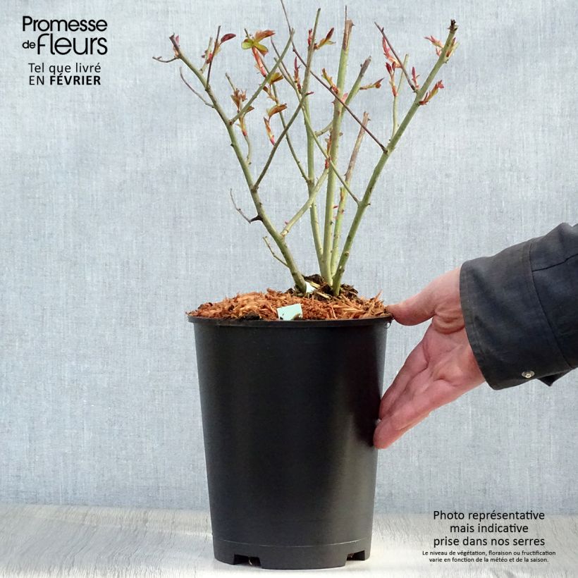 Amostra de Rosier grimpant Cocktail Pot de 4L/5L tal como entregue no inverno