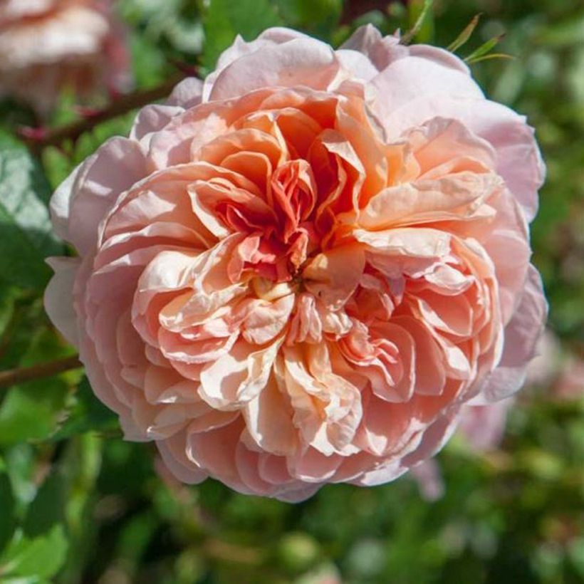 Roseira trepadeira Colette (Floração)