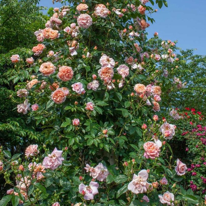 Roseira trepadeira Colette (Hábito)