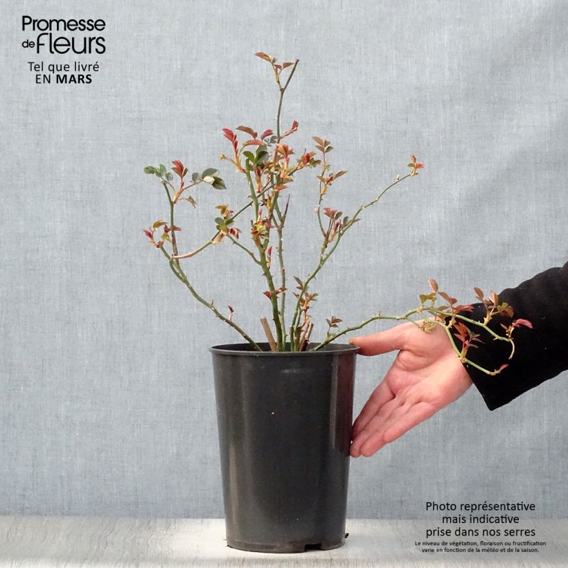 Amostra de Roseira trepadeira Coral Dawn Vaso de 4 L/5 L tal como entregue na primavera