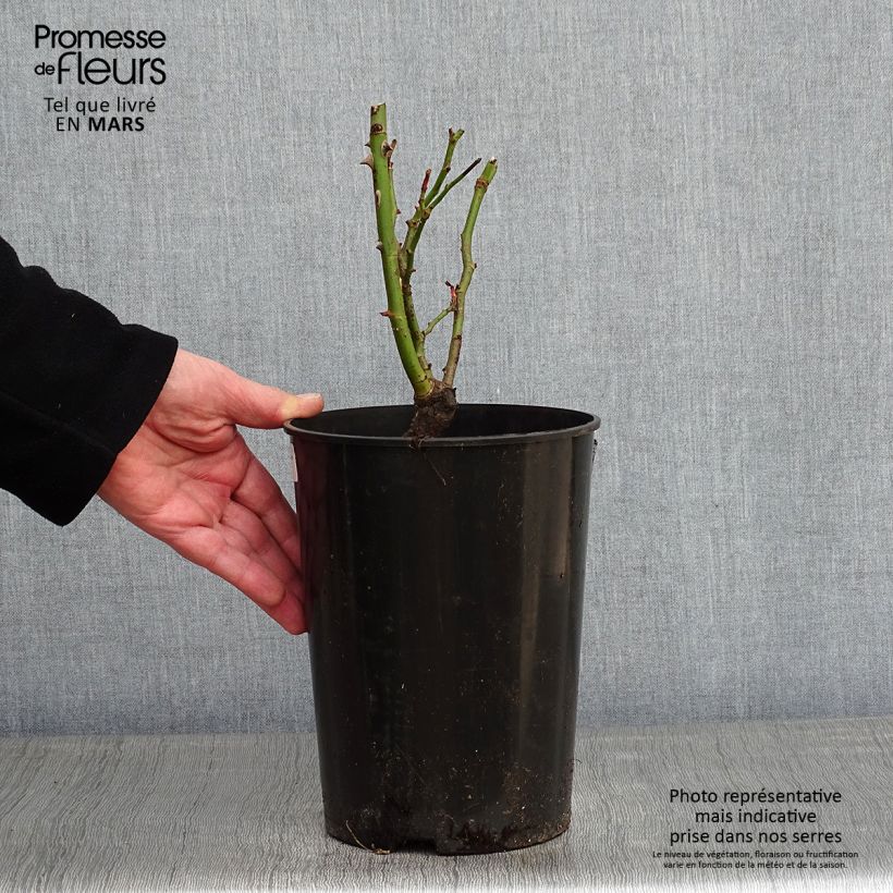 Amostra de Roseira trepadeira Cyclamen Pierre de Ronsard Vaso de 4 L/5 L tal como entregue no inverno