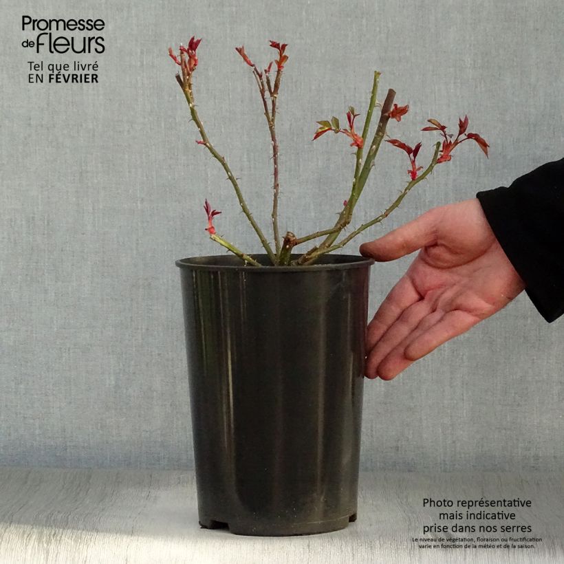 Amostra de Roseira trepadeira Dortmund Vaso de 4 L/5 L tal como entregue no inverno