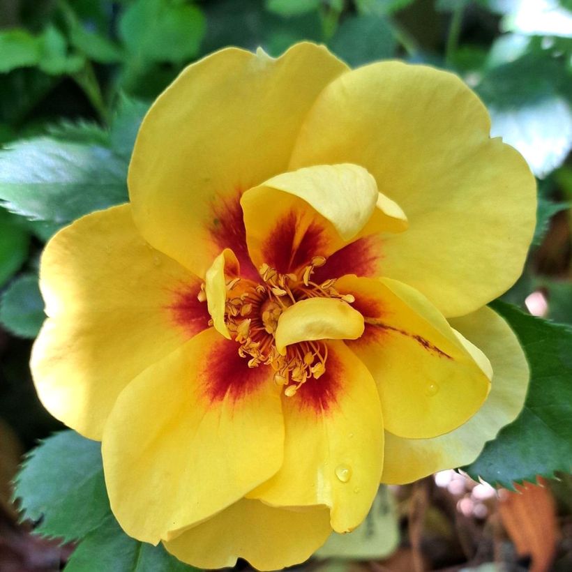 Roseira trepadeira Eyeconic (Floração)