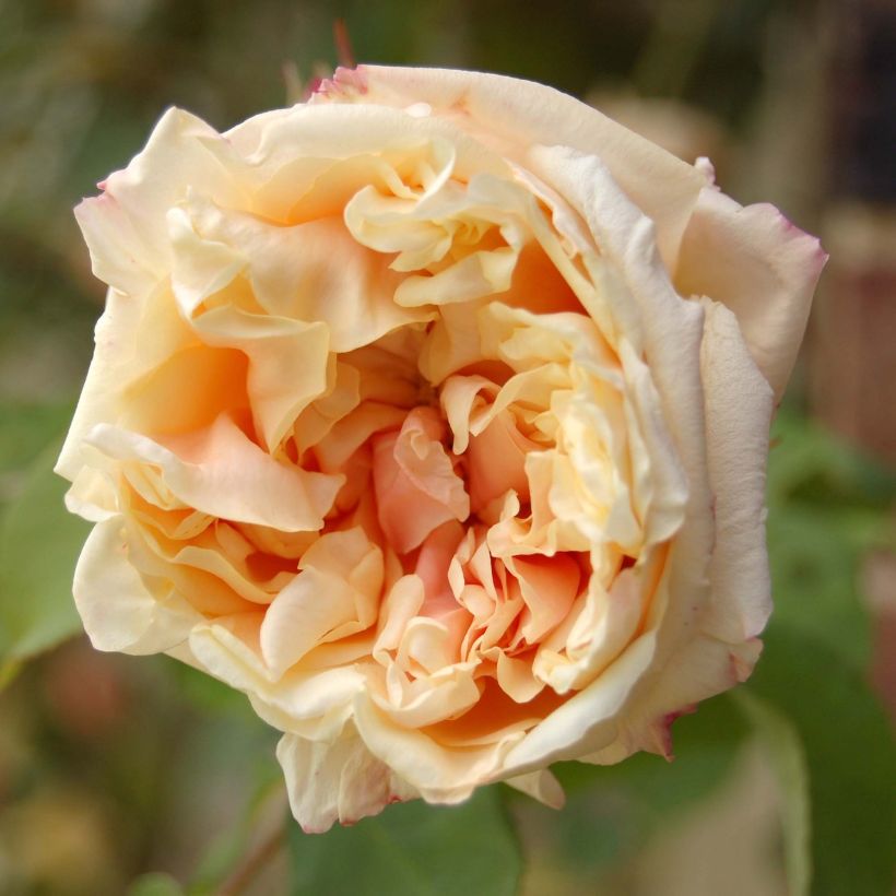 Roseira trepadeira Gloire de Dijon (Floração)