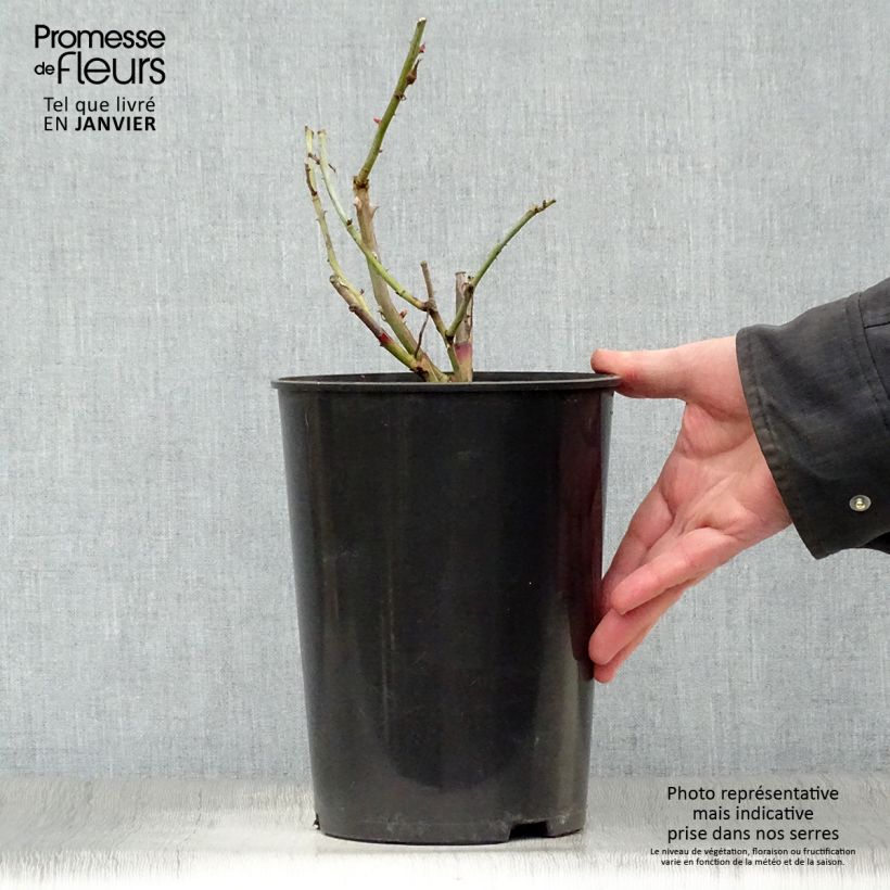 Amostra de Roseira trepadeira Gloire de Dijon Vaso de 4 L/5 L tal como entregue no inverno