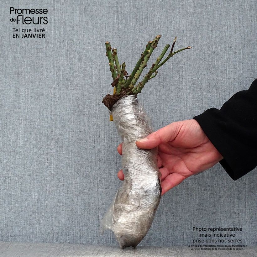 Amostra de Roseira trepadeira Golden Age Raízes nuas em torrão tal como entregue no inverno