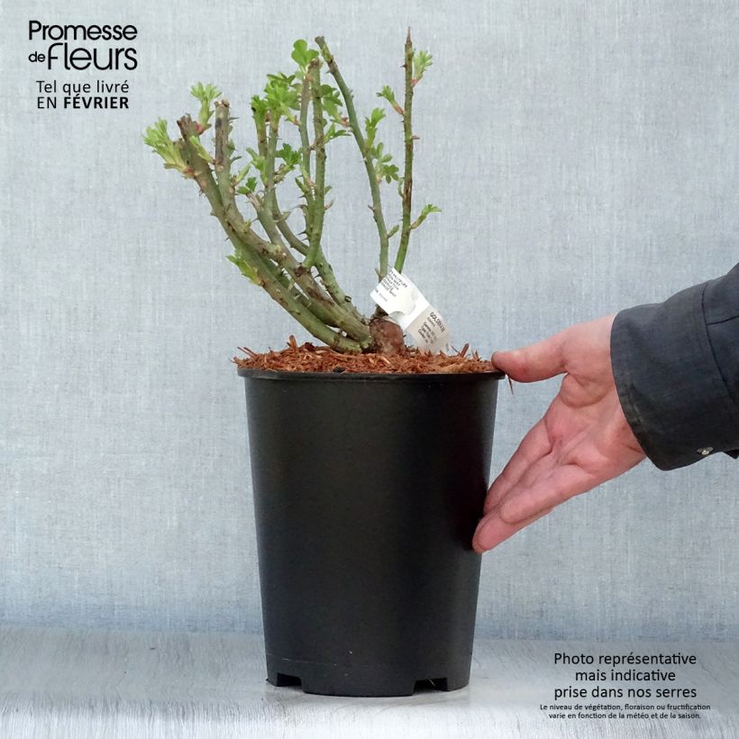 Amostra de Roseira trepadeira Golden Age Vaso de 4 L/5 L tal como entregue no inverno