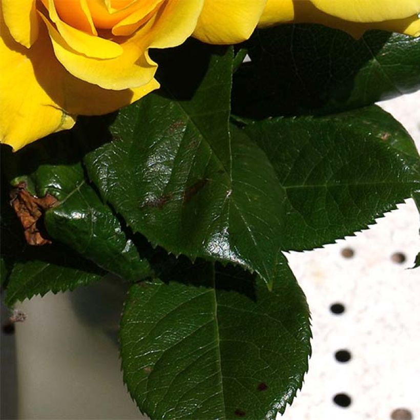 Roseira trepadeira Golden Boy (Folhagem)