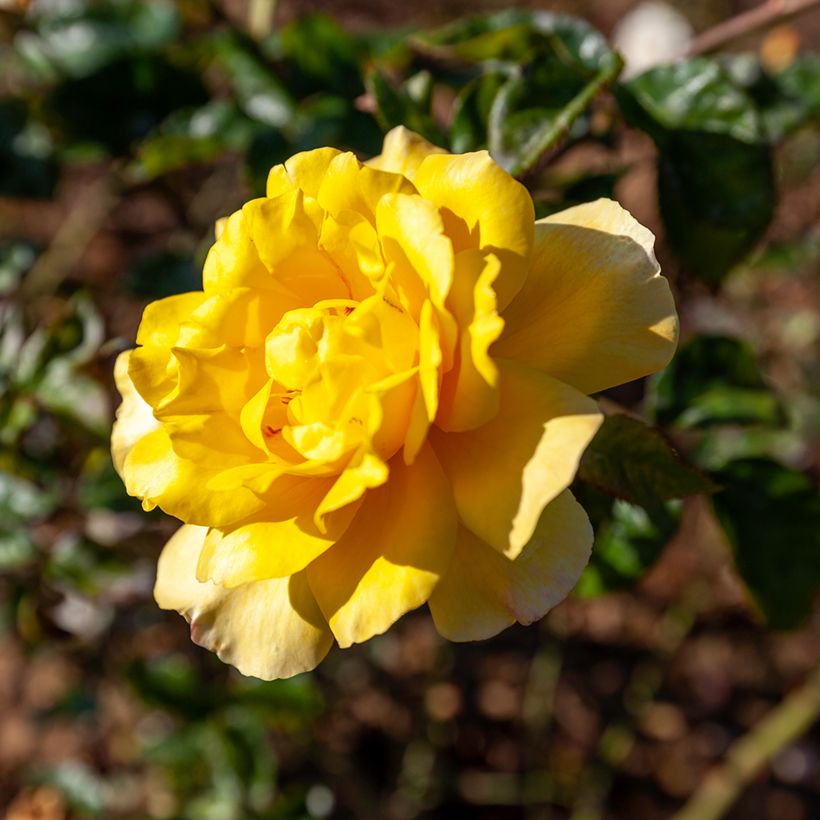 Roseira trepadeira Golden Showers (Folhagem)