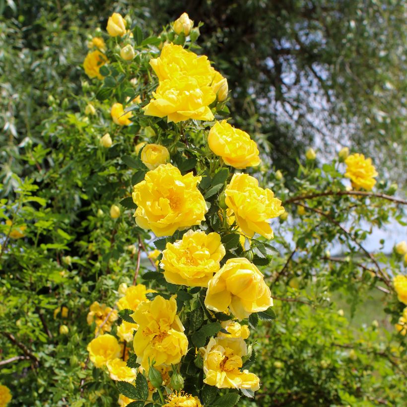 Roseira trepadeira Golden Showers (Hábito)