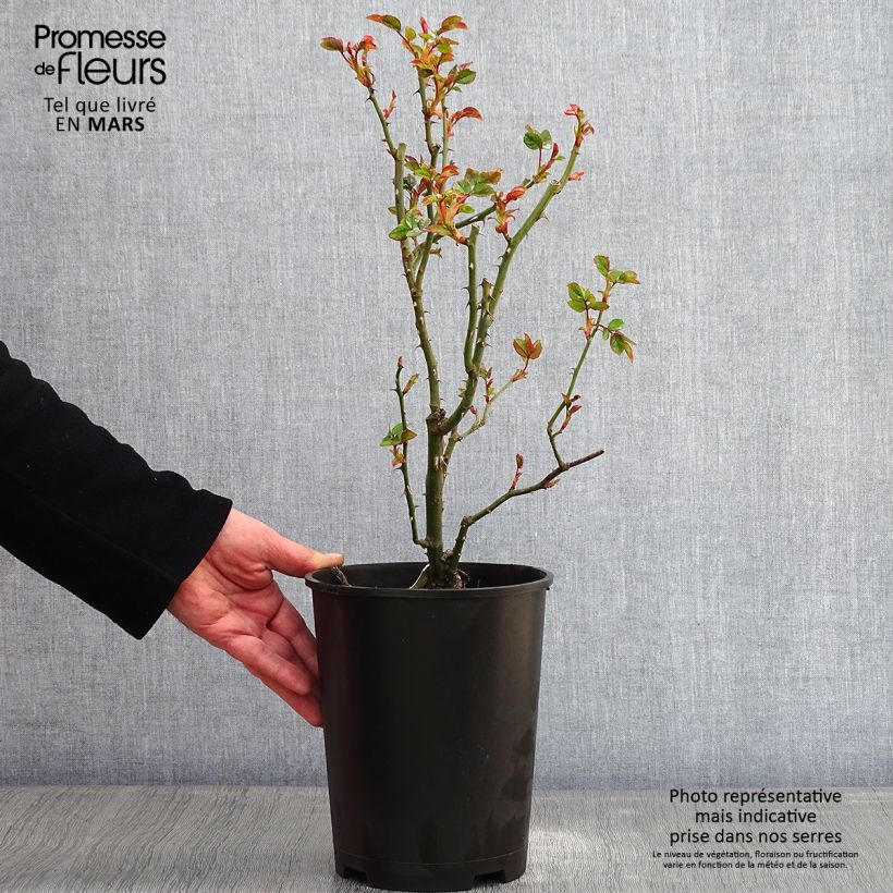 Amostra de Roseira trepadeira Goldfassade Vaso de 4 L/5 L tal como entregue no inverno