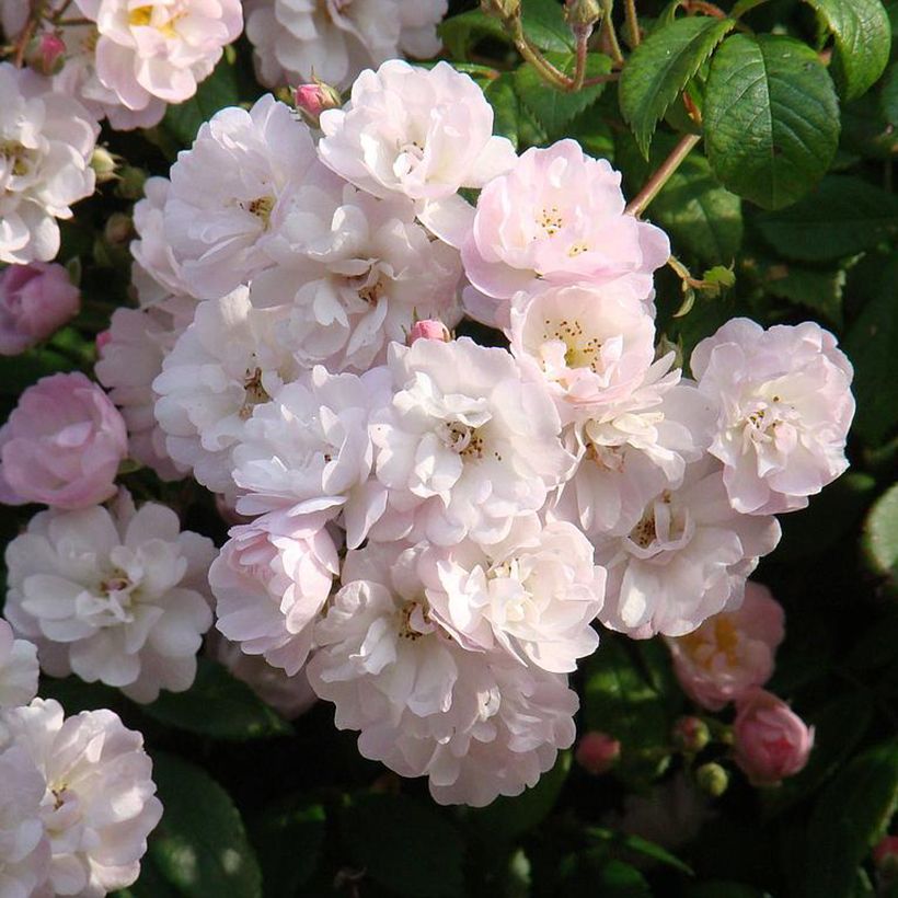 Roseira trepadeira Guirlande Rose (Floração)