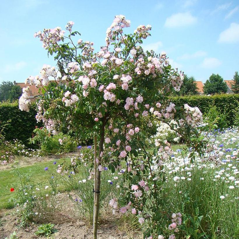 Roseira trepadeira Guirlande Rose (Hábito)
