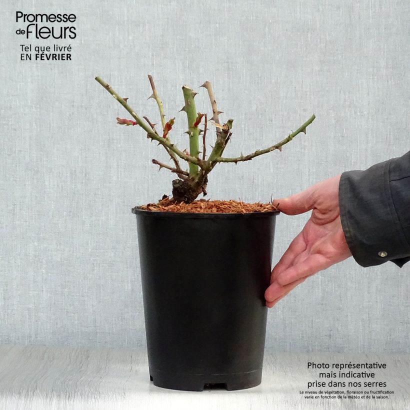 Amostra de Roseira trepadeira Fourth of July Vaso de 4 L/5 L tal como entregue no inverno