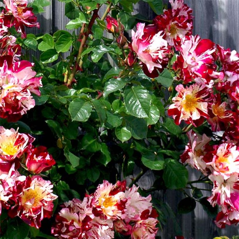 Roseira trepadeira Fourth of July (Folhagem)