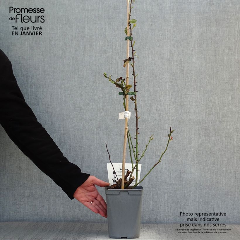 Amostra de Rosier grimpant Julie Andrieu Vaso de 3 L/4 L tal como entregue no inverno