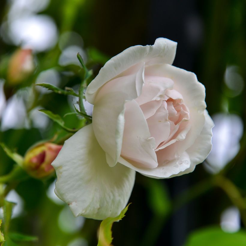 Roseira trepadeira Madame Alfred Carrière (Floração)