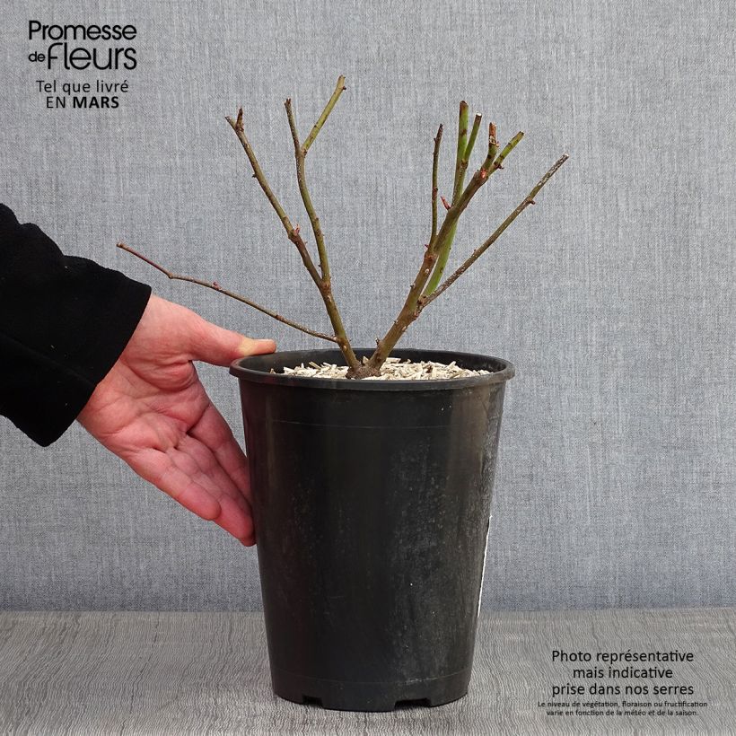 Amostra de Rosier grimpant Madame Alfred Carrière Vaso de 4 L/5 L tal como entregue no inverno