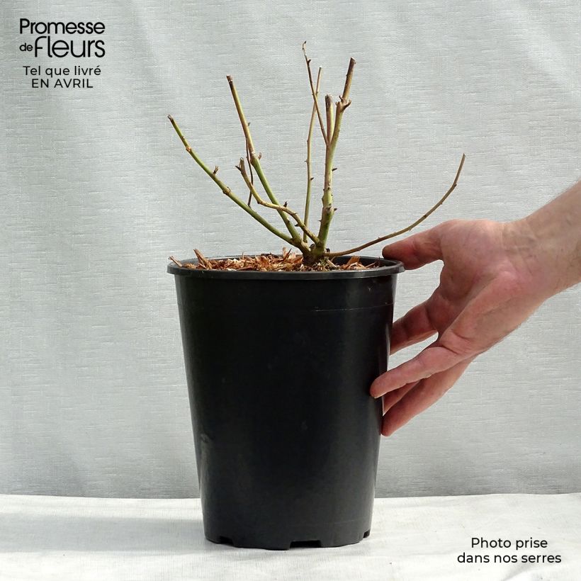 Amostra de Roseira trepadeira Madame Alfred Carrière Vaso de 4 L/5 L tal como entregue na primavera